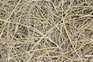 hasat sonra kuru saman