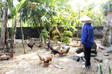 Vietnamlı bir kadın çiftçi bahçede tavuk besleme
