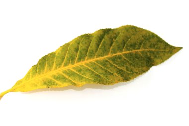 Beyaz arkaplanda yaprak izole edildi