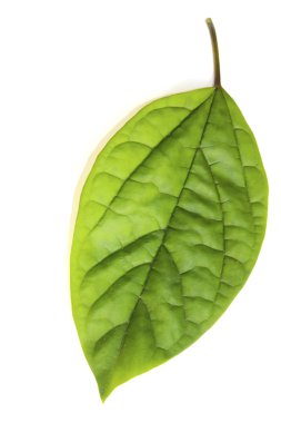 Beyaz arkaplanda yaprak izole edildi