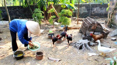 Vietnamlı bir kadın çiftçi bahçede tavuk besleme