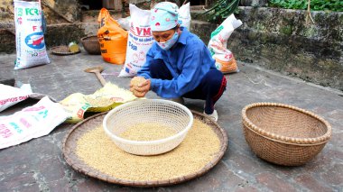 kurutma sonra Vietnam kadın çiftçi temiz pirinç