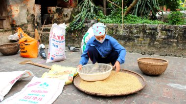kurutma sonra Vietnam kadın çiftçi temiz pirinç