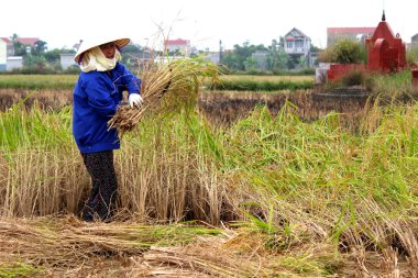 Vietnamlı bir kadın Çiftçi hasat pirinç alan