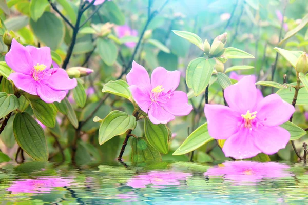 花 — ストック写真