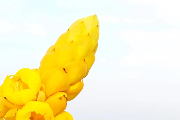 Fiore giallo — Foto Stock