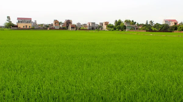 Champ de paddy — Photo