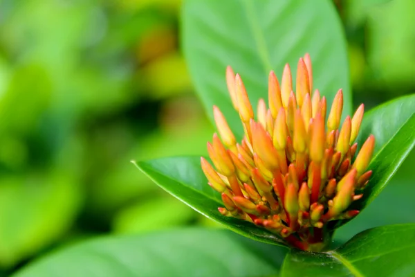 Red flower — Stock Photo, Image