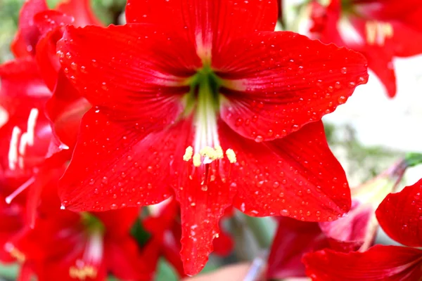 Red lily — Stock Photo, Image