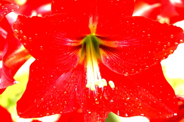 Red lily — Stock Photo, Image