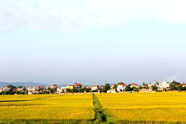 Campo de arroz — Foto de Stock