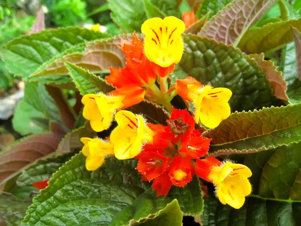 Flor — Foto de Stock