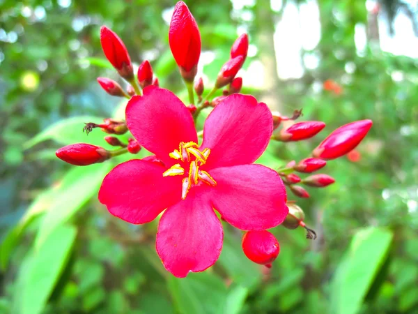 Röd blomma — Stockfoto