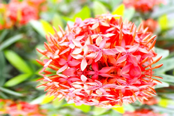 Rote Blume — Stockfoto