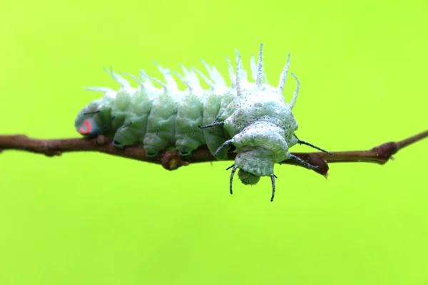 Caterpillar-levél — Stock Fotó