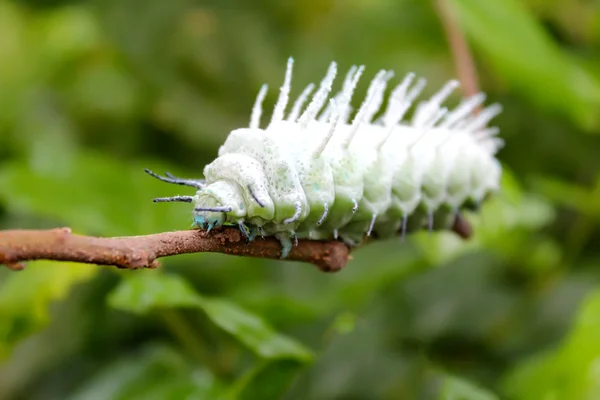 Rups op blad — Stockfoto