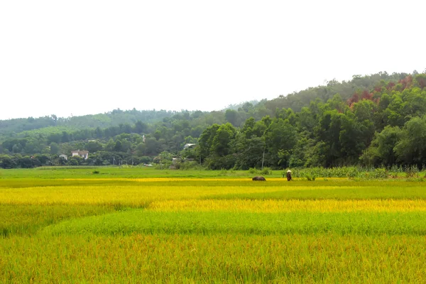 Campo de Paddy — Fotografia de Stock