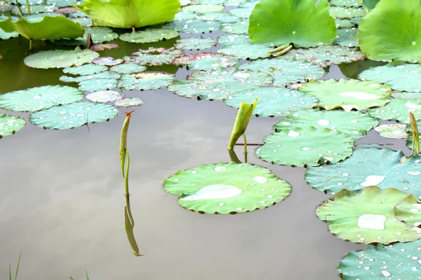 Lotusteich — Stockfoto