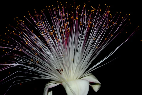 Paarse bloemen bloeien in de nacht — Stockfoto