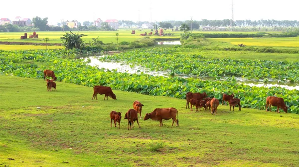 들판에서 풀을 뜯고 있는 소들 — 스톡 사진