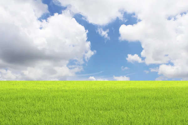 Arroz verde y cielo —  Fotos de Stock