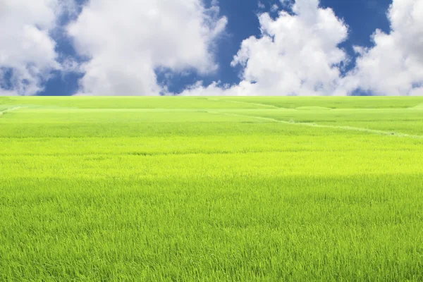 Arroz verde y cielo —  Fotos de Stock