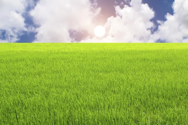 Arroz verde y cielo — Foto de Stock