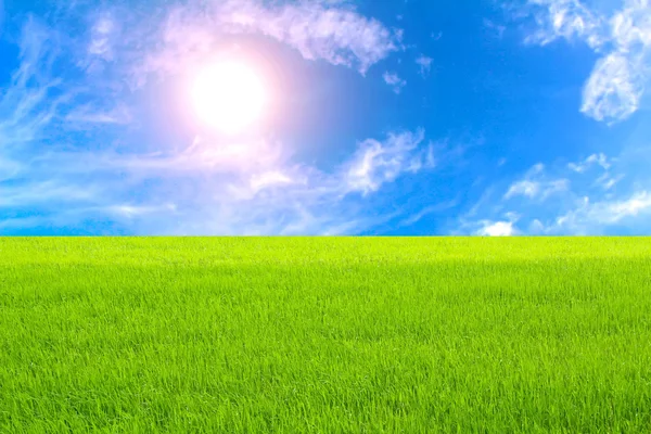 Arroz verde y cielo —  Fotos de Stock