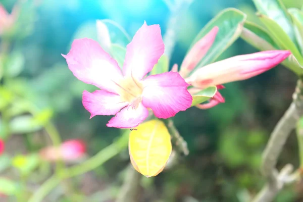 Blume isoliert auf weißem Hintergrund — Stockfoto