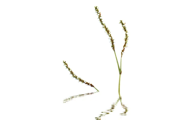 Virág elszigetelt fehér háttér — Stock Fotó