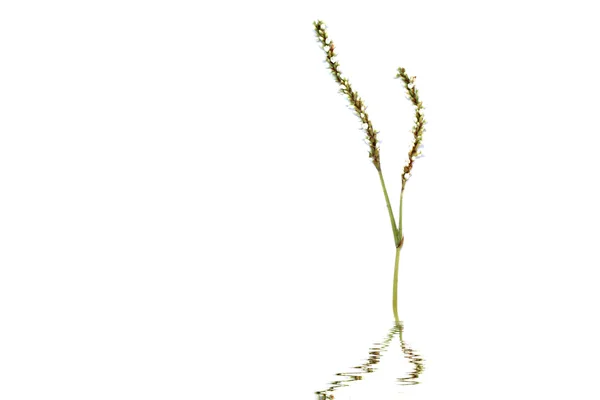 Blomma isolerad på vit bakgrund — Stockfoto