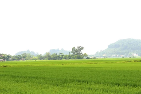 Campo de arroz — Foto de Stock