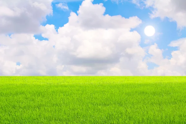 Zielony niełuskanego i niebo — Zdjęcie stockowe