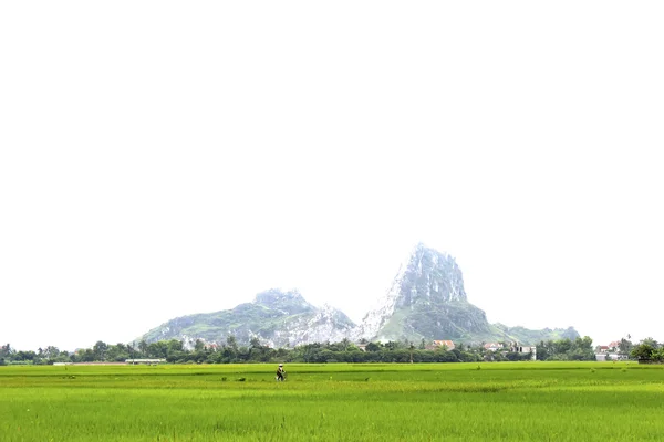 Champ de paddy — Photo