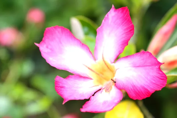 Bloem geïsoleerd op witte achtergrond — Stockfoto