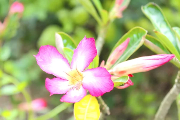 白い背景に孤立した花 — ストック写真