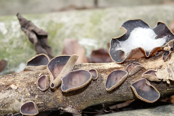 Paddestoelen groeien op een boom — Stockfoto