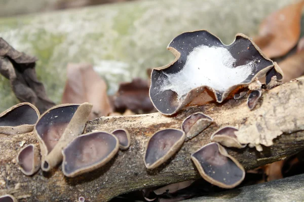 蘑菇生长在一棵树上 — 图库照片