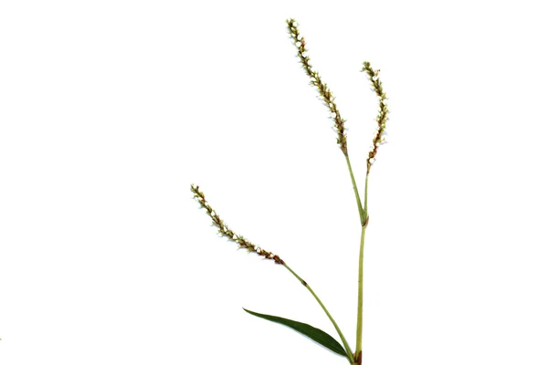 Flower isolated on white background — Stock Photo, Image