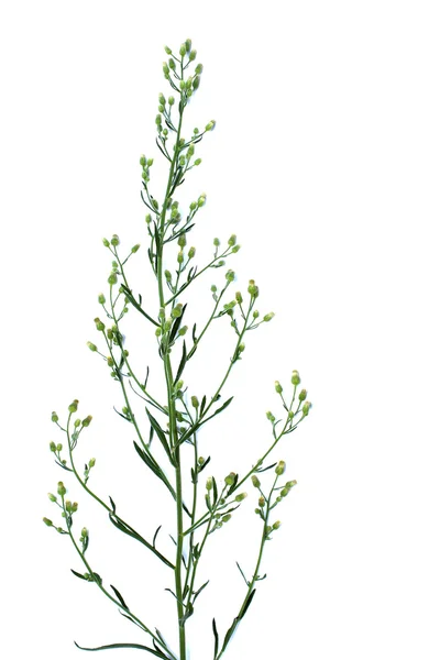 Flower isolated on white background — Stock Photo, Image
