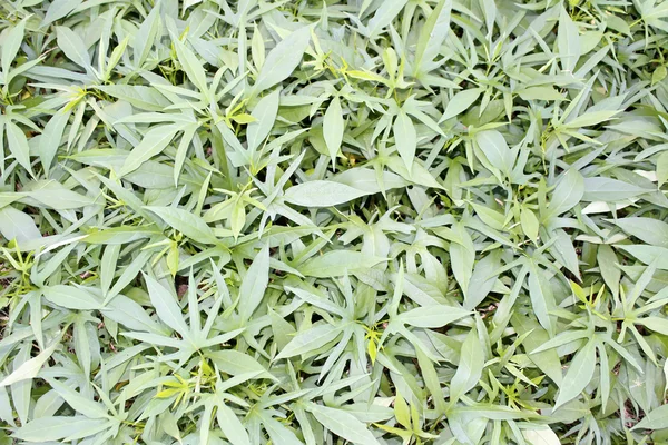 Vegetables in the garden — Stock Photo, Image