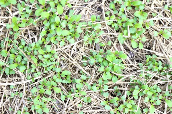 Gemüse im Garten — Stockfoto