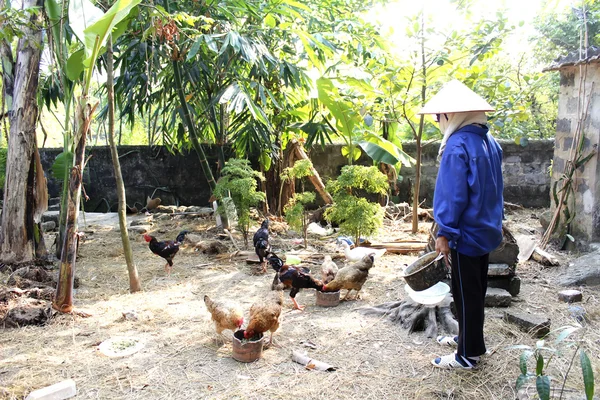 Vietnami nő farmer feed a csirkék a kertben — Zdjęcie stockowe