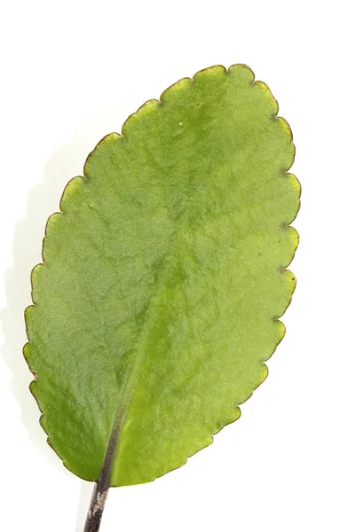 Leaf isolated on white background — Stock Photo, Image