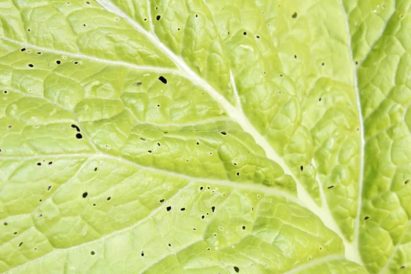 Foglia isolata su sfondo bianco — Foto Stock