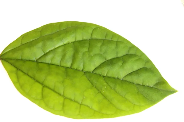 Leaf isolated on white background — Stock Photo, Image