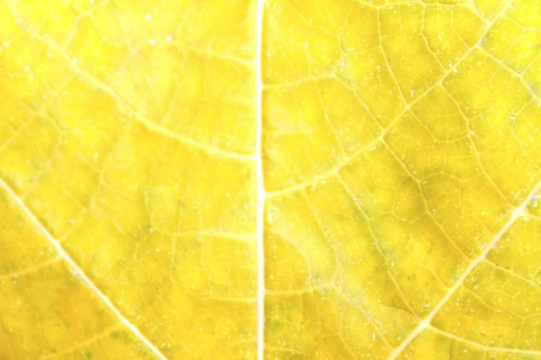 Hoja aislada sobre fondo blanco — Foto de Stock