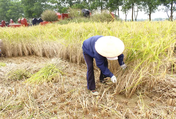 Mulher vietnamita agricultor colheita em um campo de arroz — Fotografia de Stock