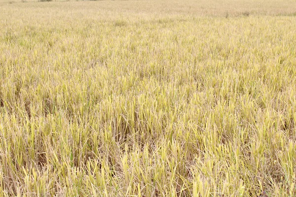 Rice field — Stock Photo, Image