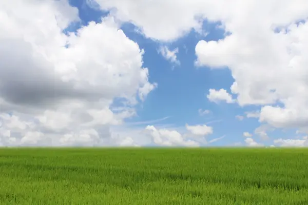 Risaia verde e cielo — Foto Stock